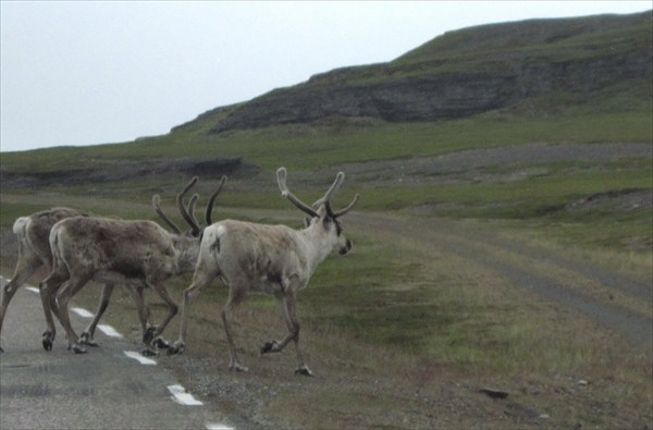 Северные олени переходят дорогу